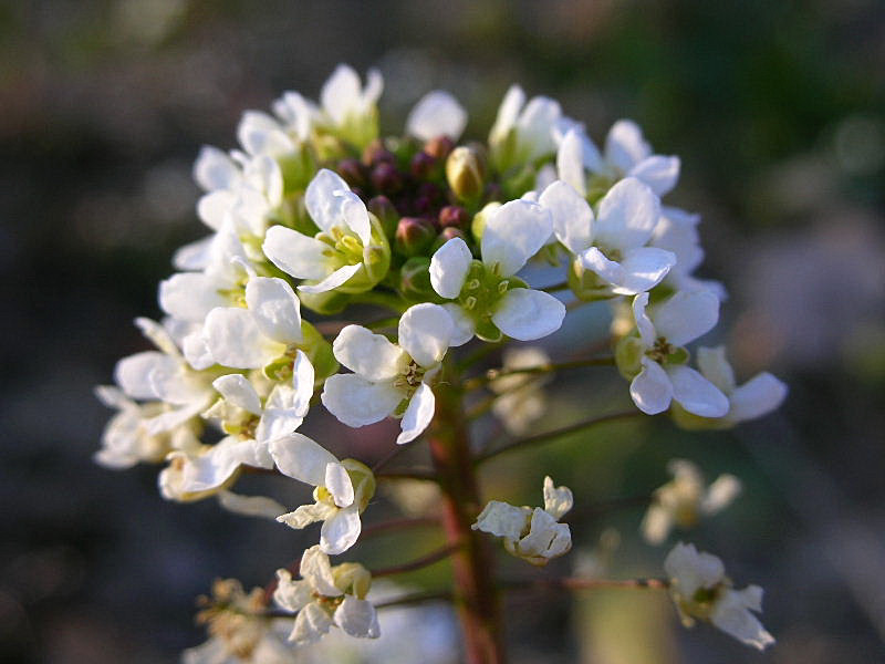 Capsella grandiflora / Borsapastore a fiori grandi